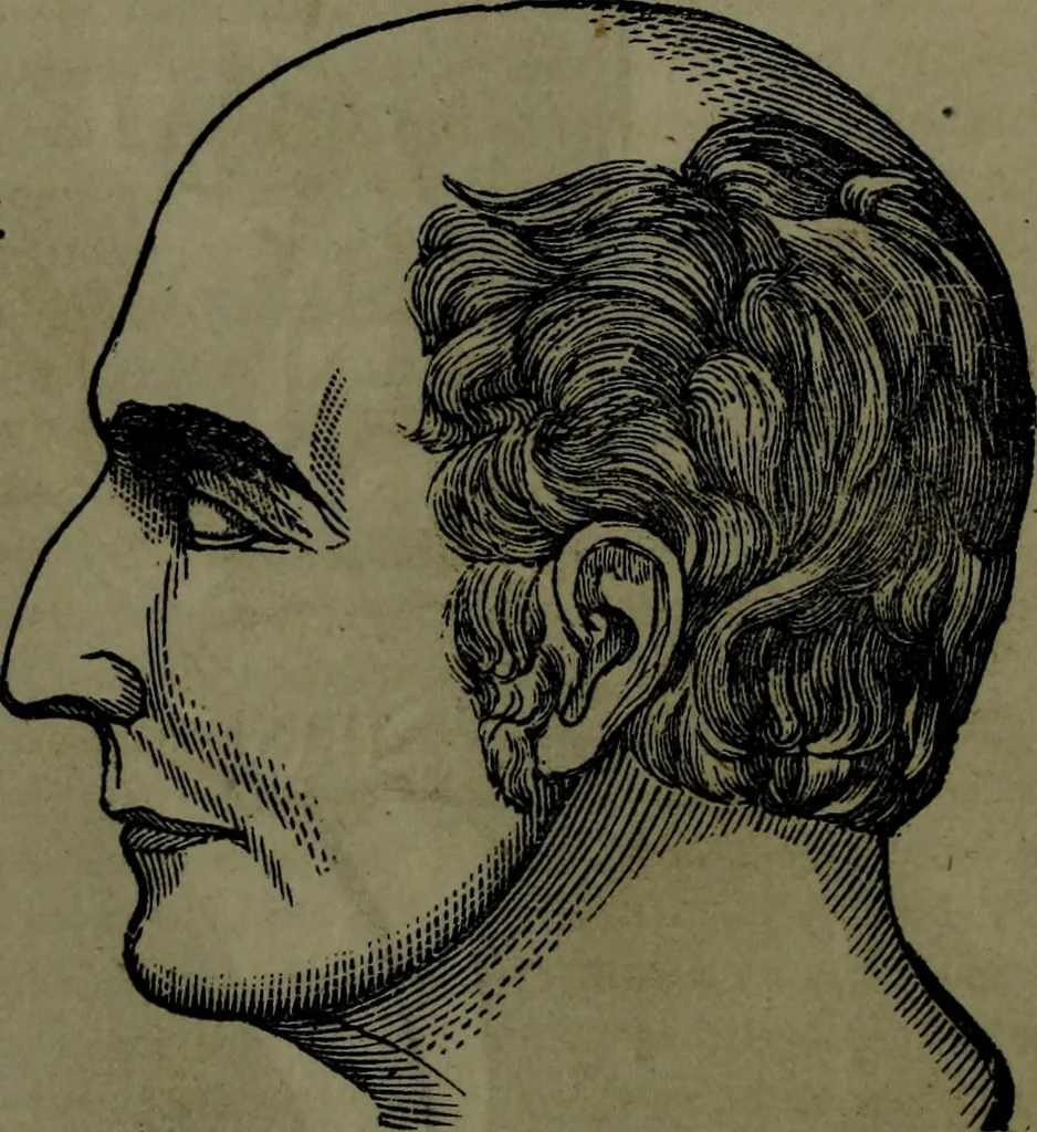 An illustration from The self-instructor in phrenology and physiology : with over one hundred new illustrations, including a chart for the use of practical phrenologists., 1890, leaf 57