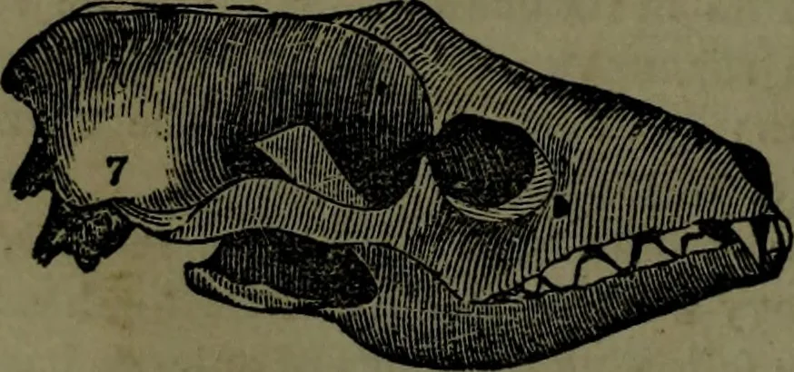 An illustration from The self-instructor in phrenology and physiology : with over one hundred new illustrations, including a chart for the use of practical phrenologists., 1890, leaf 69