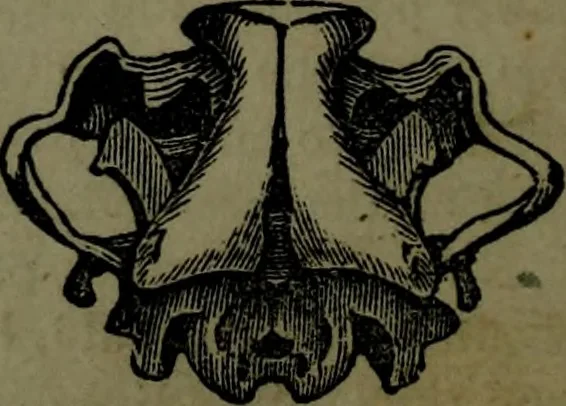 An illustration from The self-instructor in phrenology and physiology : with over one hundred new illustrations, including a chart for the use of practical phrenologists., 1890, leaf 69
