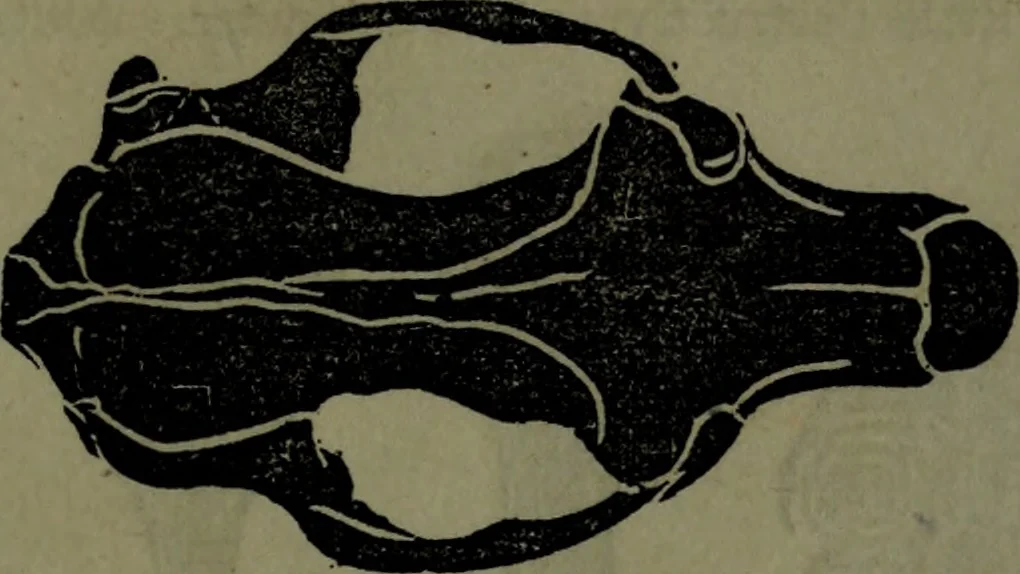 An illustration from The self-instructor in phrenology and physiology : with over one hundred new illustrations, including a chart for the use of practical phrenologists., 1890, leaf 70