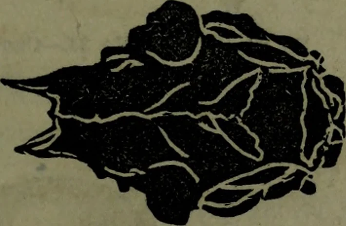 An illustration from The self-instructor in phrenology and physiology : with over one hundred new illustrations, including a chart for the use of practical phrenologists., 1890, leaf 70