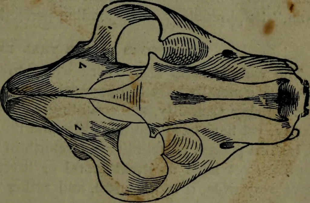 An illustration from The self-instructor in phrenology and physiology : with over one hundred new illustrations, including a chart for the use of practical phrenologists., 1890, leaf 70