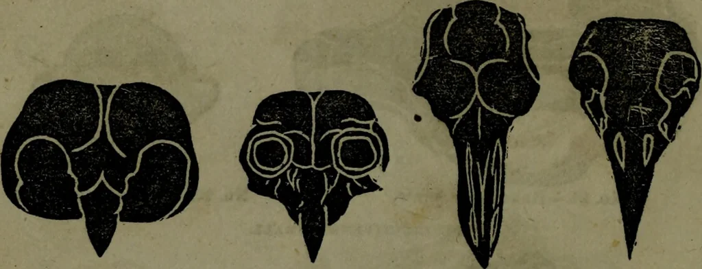 An illustration from The self-instructor in phrenology and physiology : with over one hundred new illustrations, including a chart for the use of practical phrenologists., 1890, leaf 71