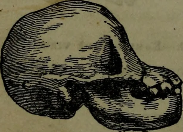 An illustration from The self-instructor in phrenology and physiology : with over one hundred new illustrations, including a chart for the use of practical phrenologists., 1890, leaf 71