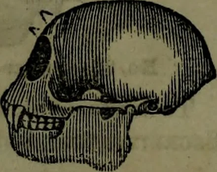 An illustration from The self-instructor in phrenology and physiology : with over one hundred new illustrations, including a chart for the use of practical phrenologists., 1890, leaf 71