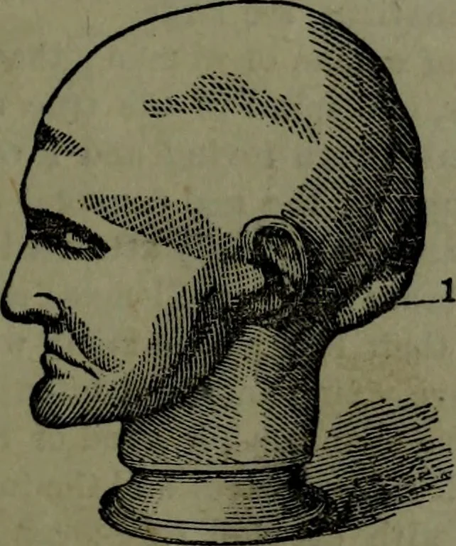 An illustration from The self-instructor in phrenology and physiology : with over one hundred new illustrations, including a chart for the use of practical phrenologists., 1890, leaf 82