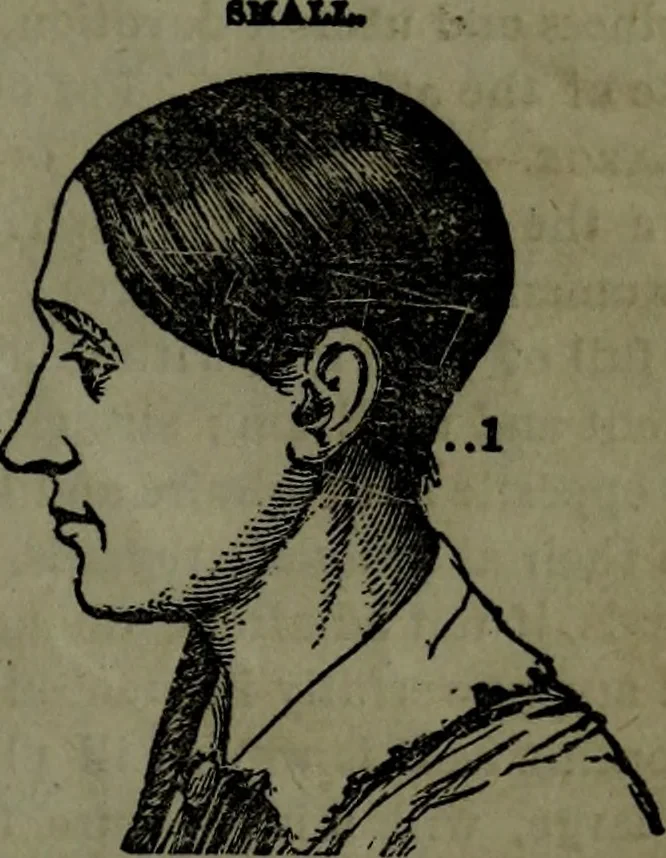 An illustration from The self-instructor in phrenology and physiology : with over one hundred new illustrations, including a chart for the use of practical phrenologists., 1890, leaf 82