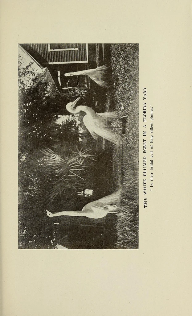 An illustration from The Seminoles of Florida, 1910, leaf 261