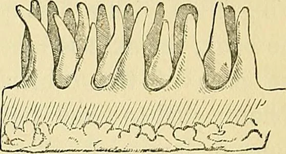 An illustration from The senses and the intellect, 1874, leaf 199