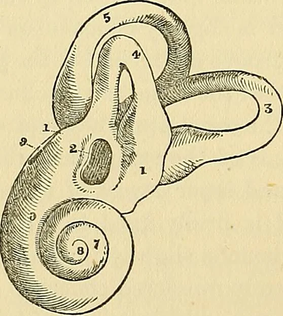 An illustration from The senses and the intellect, 1874, leaf 227