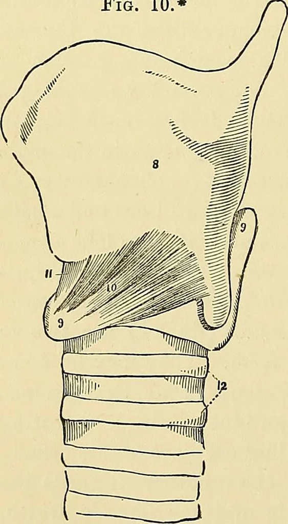 An illustration from The senses and the intellect, 1874, leaf 343