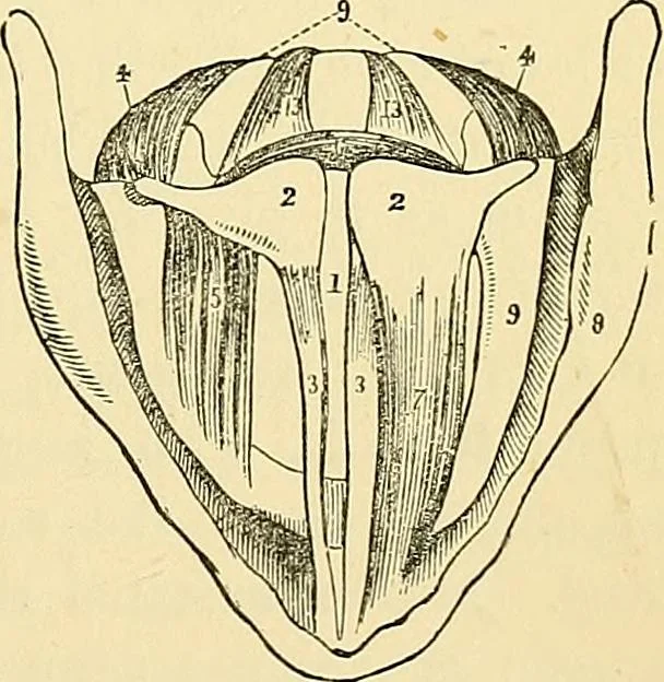 An illustration from The senses and the intellect, 1874, leaf 344