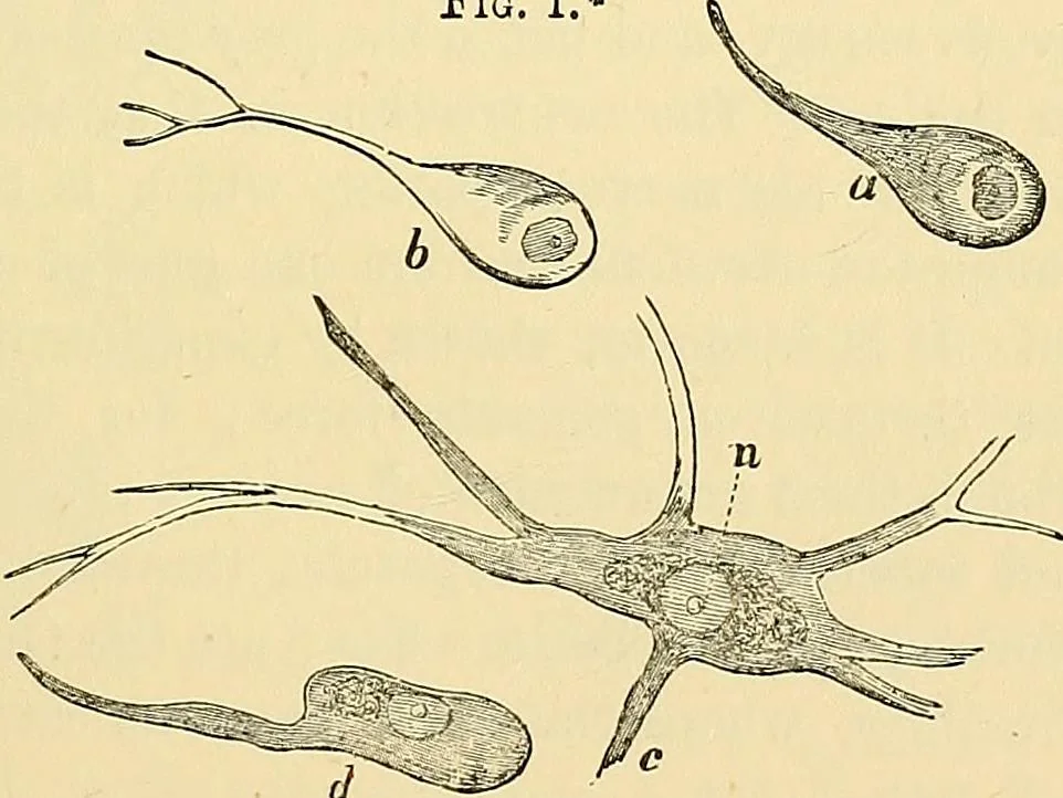 An illustration from The senses and the intellect, 1874, leaf 50