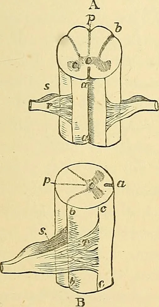 An illustration from The senses and the intellect, 1874, leaf 52