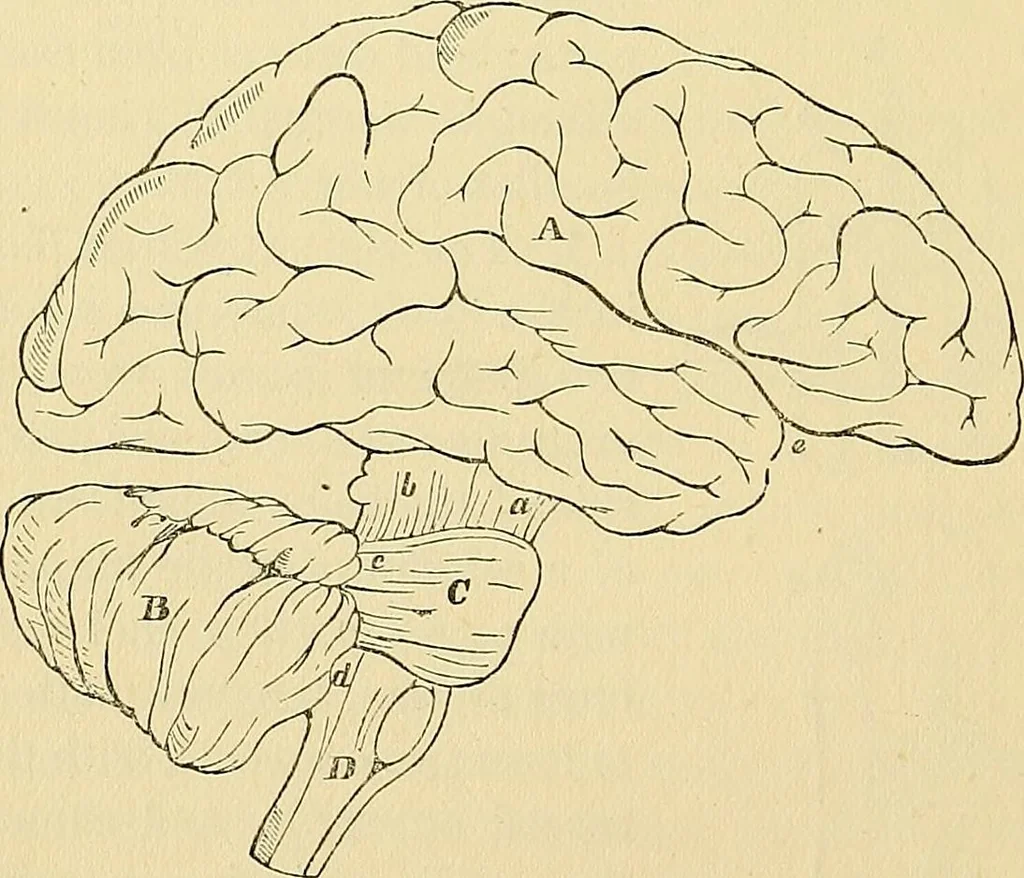 An illustration from The senses and the intellect, 1874, leaf 53
