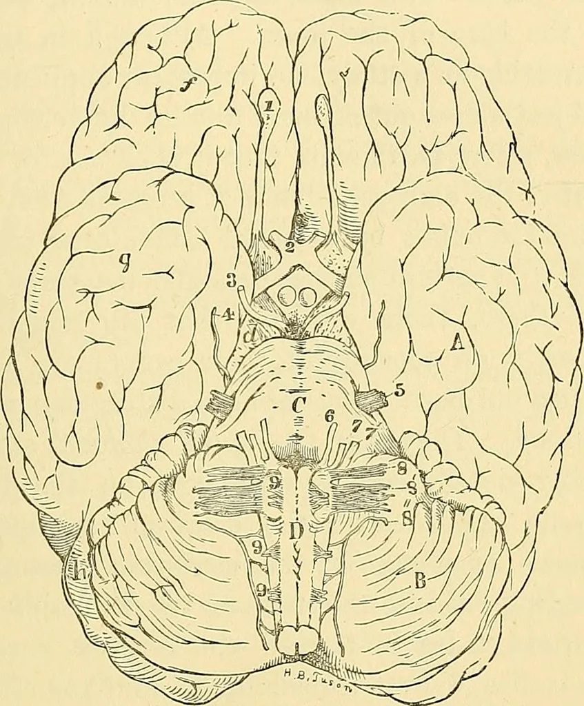 An illustration from The senses and the intellect, 1874, leaf 56