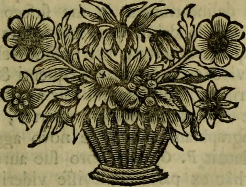 An illustration from Septem Asiae ecclesiarum et Constantinopoleos notitia, 1694, leaf 82