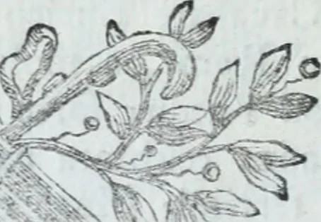 An illustration from Serie degli uomini i più illustri nella pittura, scultura, e architettura : con i loro elogi, e ritratti incisi in rame cominciando dalla sua prima restaurazione fino ai tempi presenti .., 1769, leaf 207