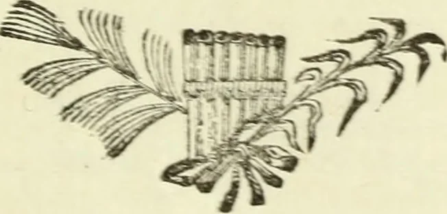 An illustration from Serie degli uomini i più illustri nella pittura, scultura, e architettura : con i loro elogi, e ritratti incisi in rame cominciando dalla sua prima restaurazione fino ai tempi presenti .., 1769, leaf 206