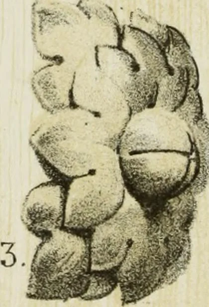 An illustration from Serrurerie du moyen-âge : les ferrures de portes, 1858, leaf 133