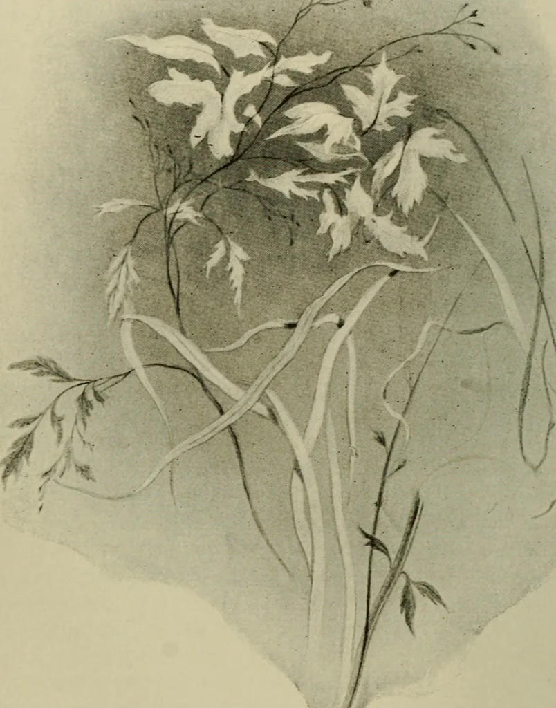 An illustration from Sesame & lilies, The two paths, & The king of the golden river, 1909, leaf 211