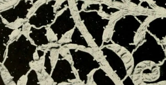 An illustration from Seven centuries of lace, 1908, leaf 111