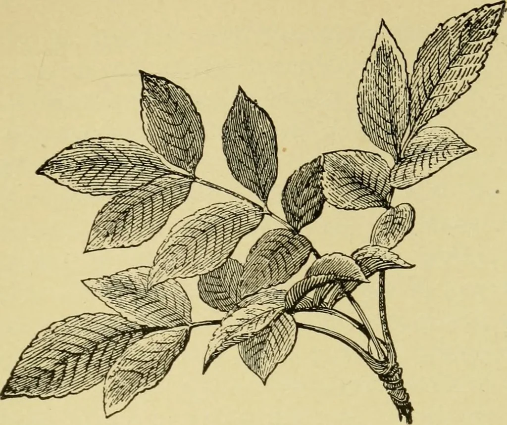 An illustration from The seven lamps of architecture : lectures on architecture and painting : the study of architecture, 1900, leaf 268