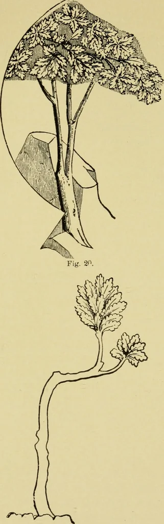 An illustration from The seven lamps of architecture : lectures on architecture and painting : the study of architecture, 1900, leaf 356