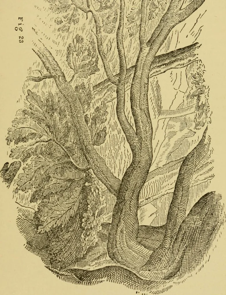 An illustration from The seven lamps of architecture : lectures on architecture and painting : the study of architecture, 1900, leaf 364