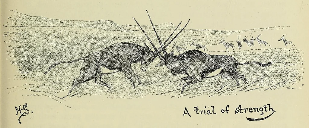 An illustration from Seventeen trips through Somaliland and a visit to Abyssinia : with supplementary preface on the 'Mad Mullah' risings, 1903, leaf 171