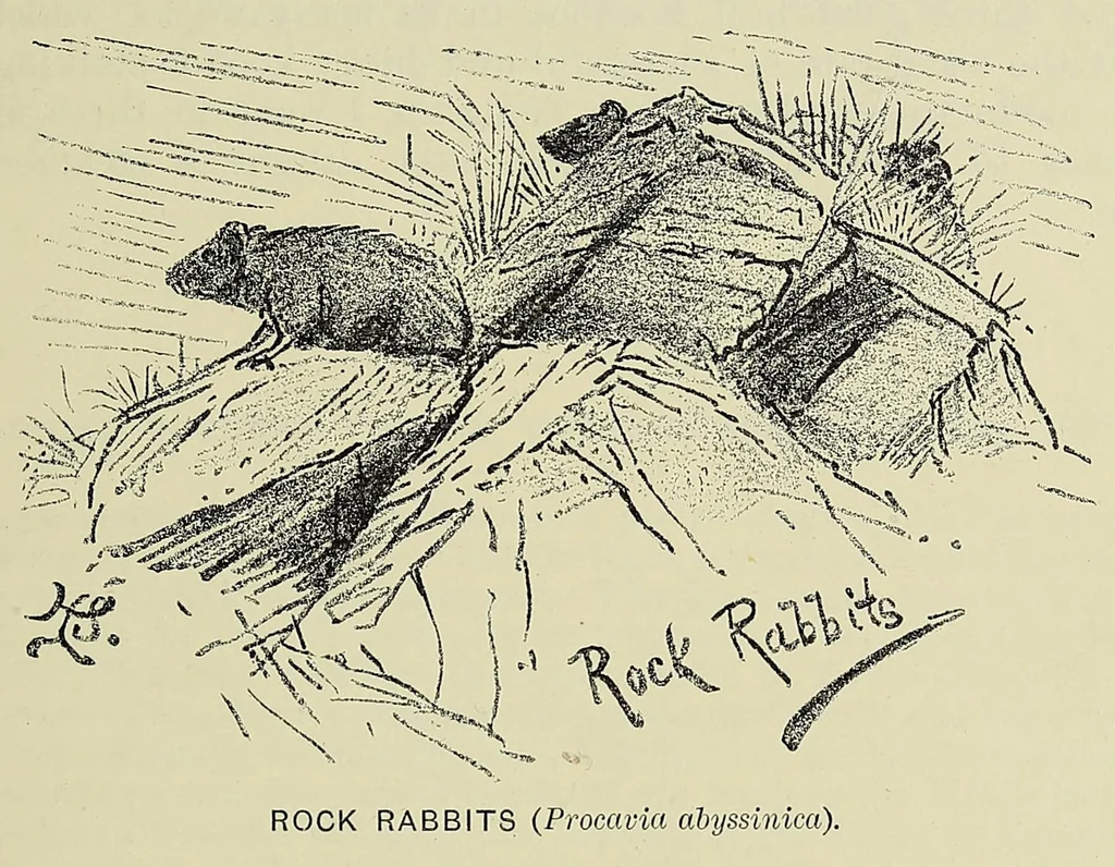 An illustration from Seventeen trips through Somaliland and a visit to Abyssinia : with supplementary preface on the 'Mad Mullah' risings, 1903, leaf 281