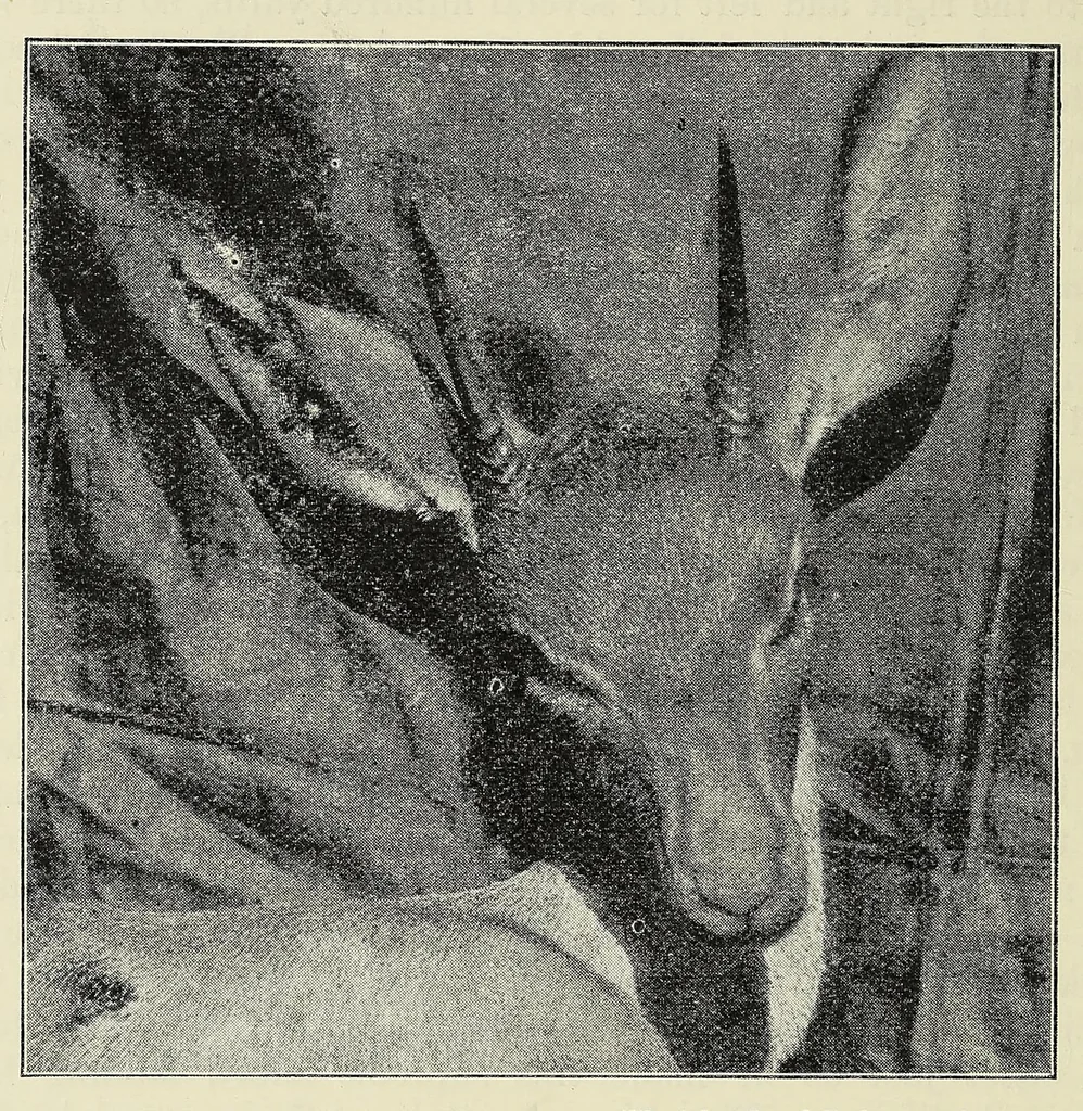 An illustration from Seventeen trips through Somaliland and a visit to Abyssinia : with supplementary preface on the 'Mad Mullah' risings, 1903, leaf 310