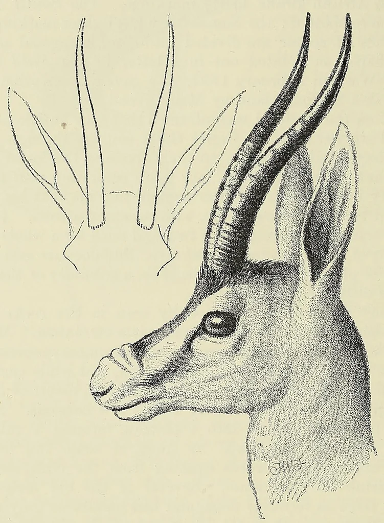An illustration from Seventeen trips through Somaliland and a visit to Abyssinia : with supplementary preface on the 'Mad Mullah' risings, 1903, leaf 370