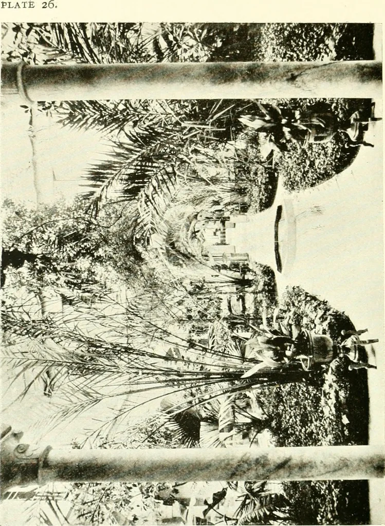 An illustration from Seville; an historical and descriptive account of "the pearl of Andalusia,", 1907, leaf 193