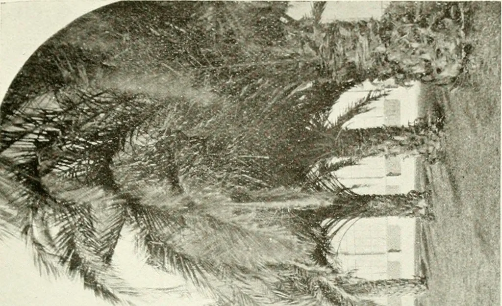 An illustration from Seville; an historical and descriptive account of "the pearl of Andalusia,", 1907, leaf 224