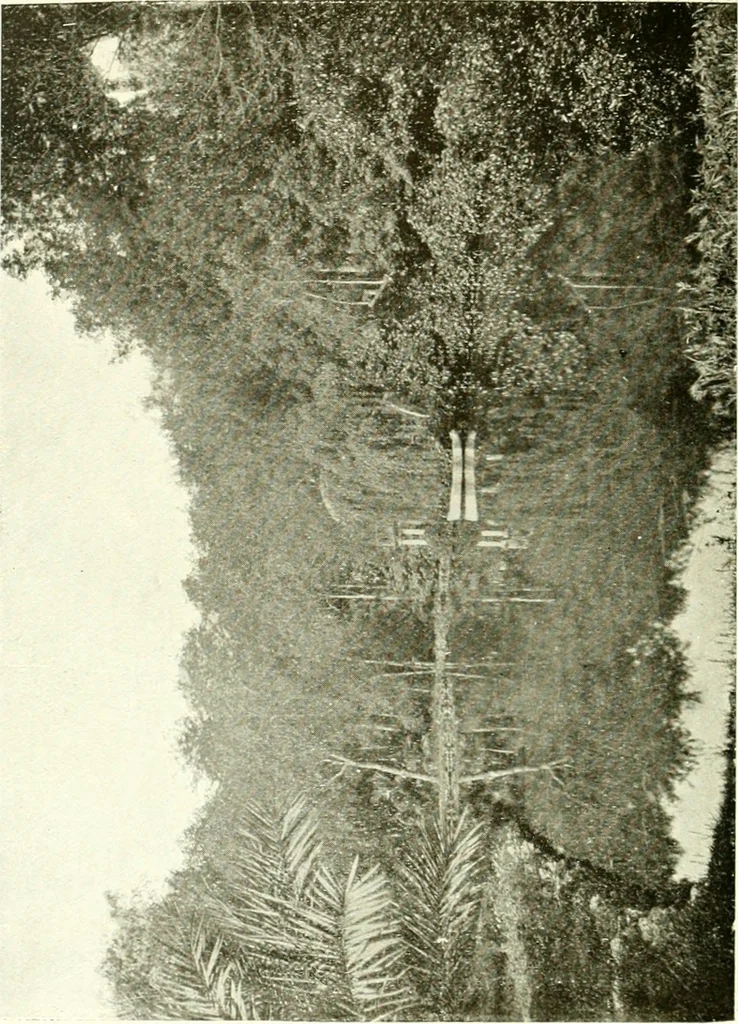 An illustration from Seville; an historical and descriptive account of "the pearl of Andalusia,", 1907, leaf 229