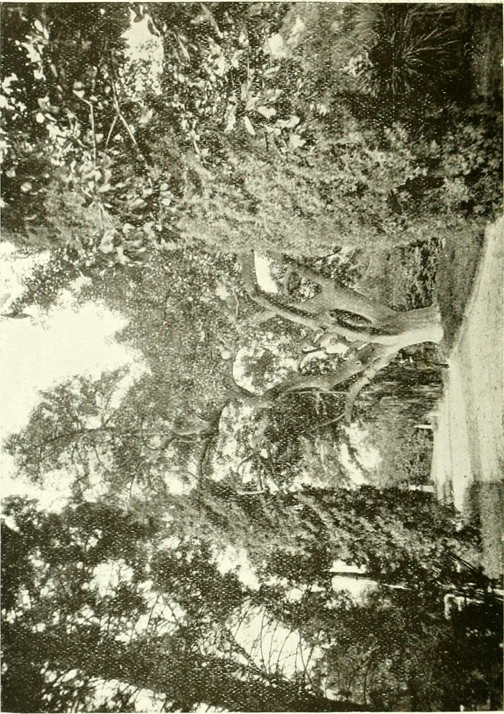 An illustration from Seville; an historical and descriptive account of "the pearl of Andalusia,", 1907, leaf 231