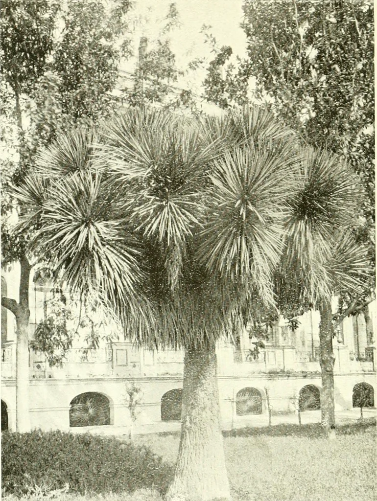 An illustration from Seville; an historical and descriptive account of "the pearl of Andalusia,", 1907, leaf 233