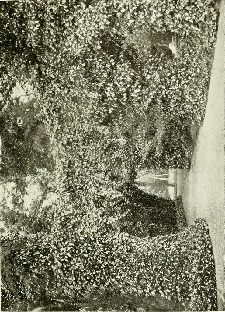 An illustration from Seville; an historical and descriptive account of "the pearl of Andalusia,", 1907, leaf 274