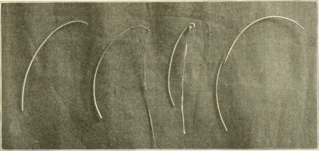 An illustration from Sewing; handicraft for girls; a graded course for city and rural schools, 1918, leaf 112