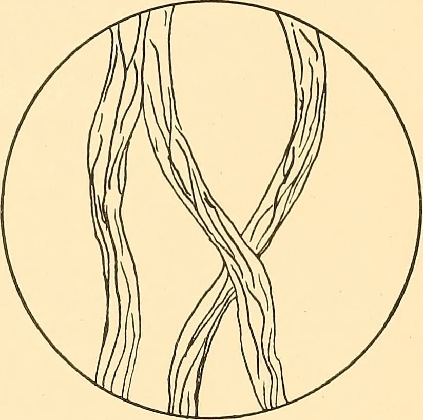 An illustration from Sewing and textiles;, 1921, leaf 163