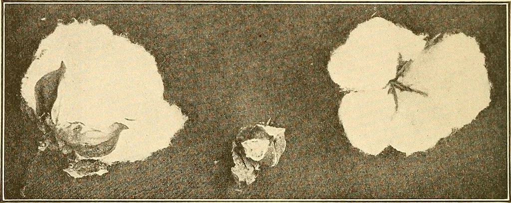 An illustration from Sewing and textiles;, 1921, leaf 43