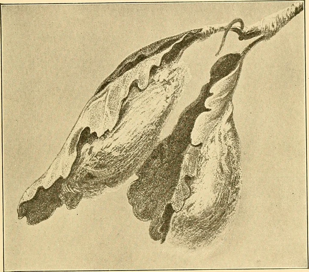 An illustration from Sewing and textiles;, 1921, leaf 82