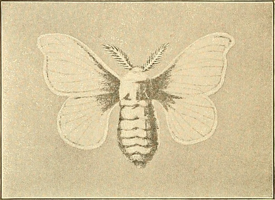 An illustration from Sewing and textiles;, 1921, leaf 83