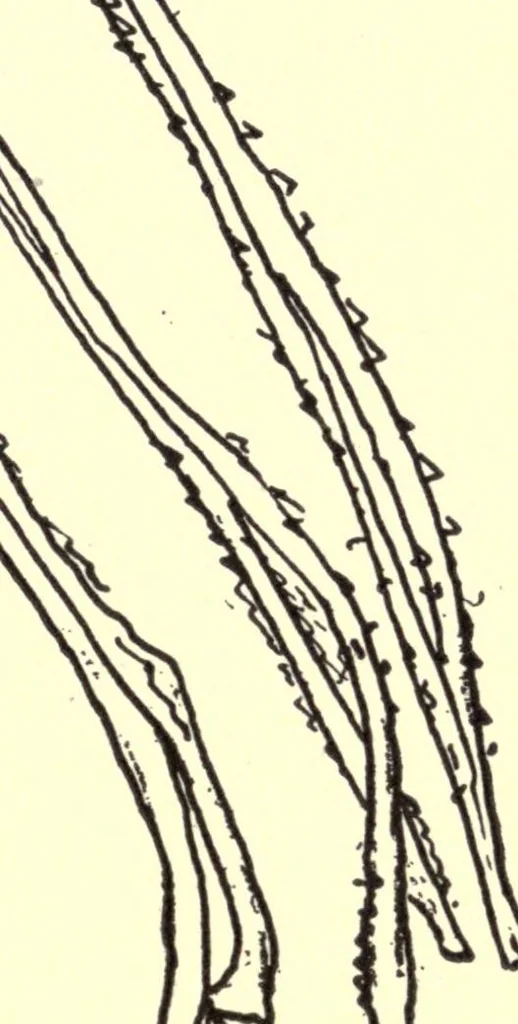 An illustration from Sewing and textiles; a textbook for grades and rural schools, 1918, leaf 161