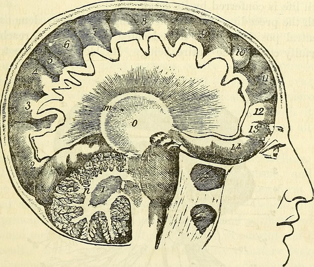 An illustration from Sexual science : including manhood, womanhood, and their mutual interrelations ; love, its laws, power etc. ... as taught by phrenolog, 1870, leaf 108
