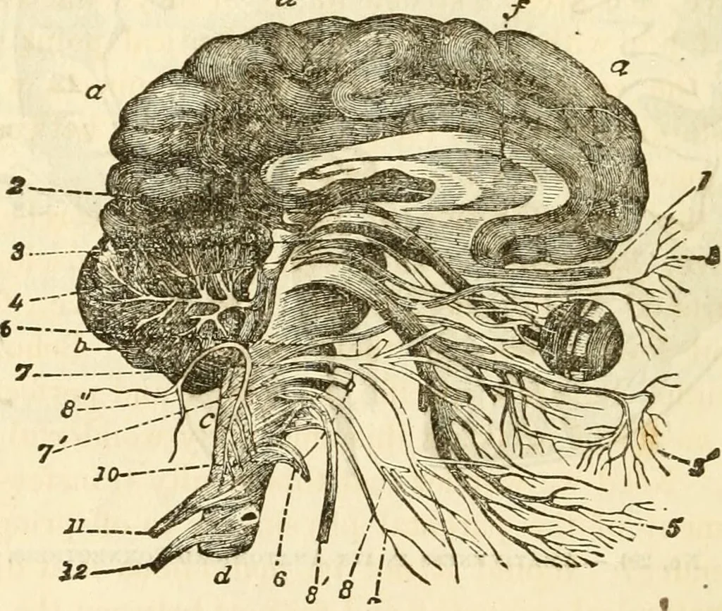 An illustration from Sexual science : including manhood, womanhood, and their mutual interrelations ; love, its laws, power etc. ... as taught by phrenolog, 1870, leaf 109
