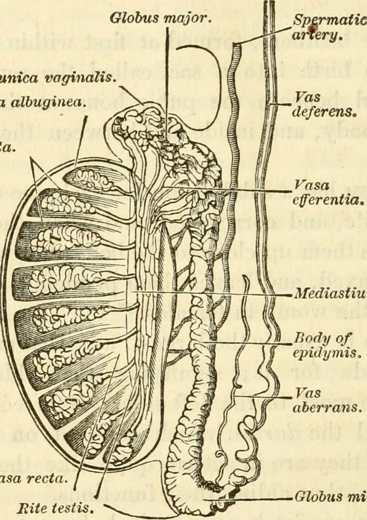An illustration from Sexual science : including manhood, womanhood, and their mutual interrelations ; love, its laws, power etc. ... as taught by phrenolog, 1870, leaf 735