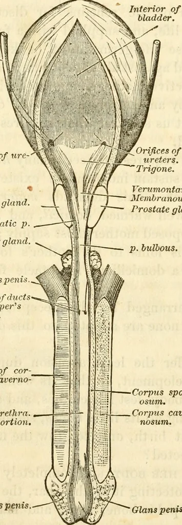 An illustration from Sexual science : including manhood, womanhood, and their mutual interrelations ; love, its laws, power etc. ... as taught by phrenolog, 1870, leaf 739