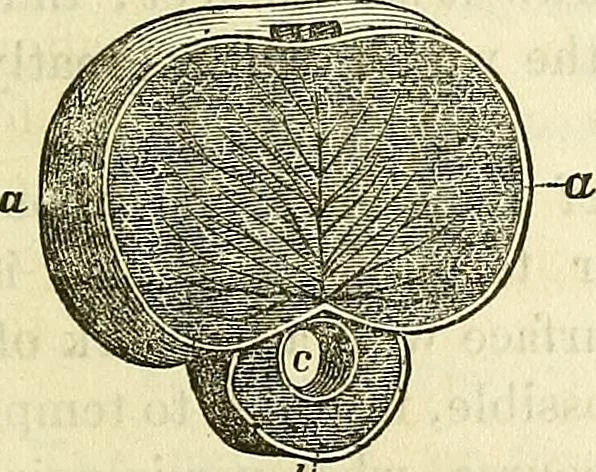 An illustration from Sexual science : including manhood, womanhood, and their mutual interrelations ; love, its laws, power etc. ... as taught by phrenolog, 1870, leaf 740
